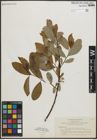 Foto von Salix piperi Bebb